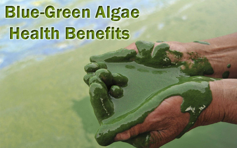 liquid blue green algae in hands