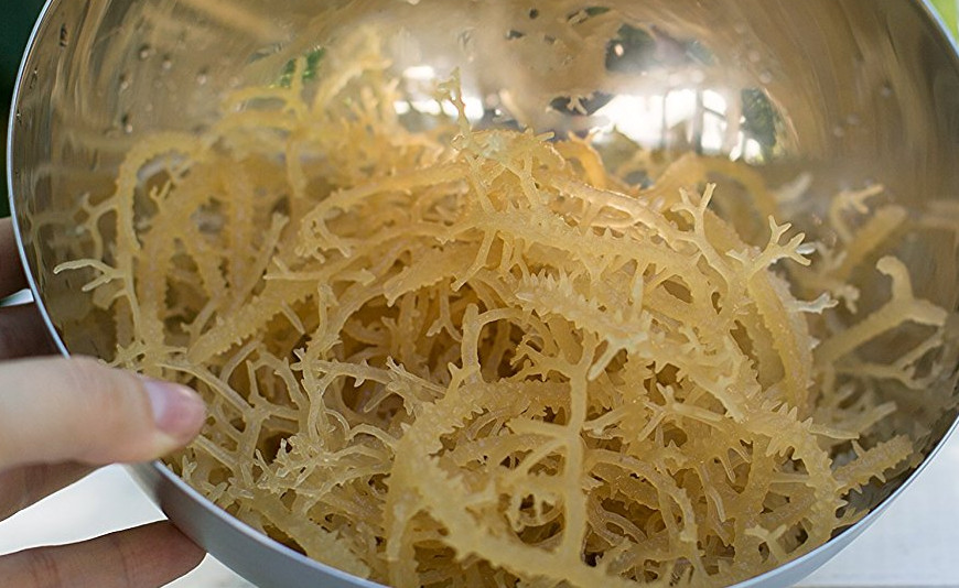 dried sea moss being soaked