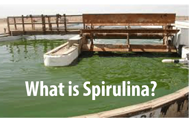 what-is-spirulina