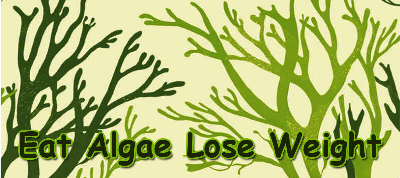 algae for weight loss
