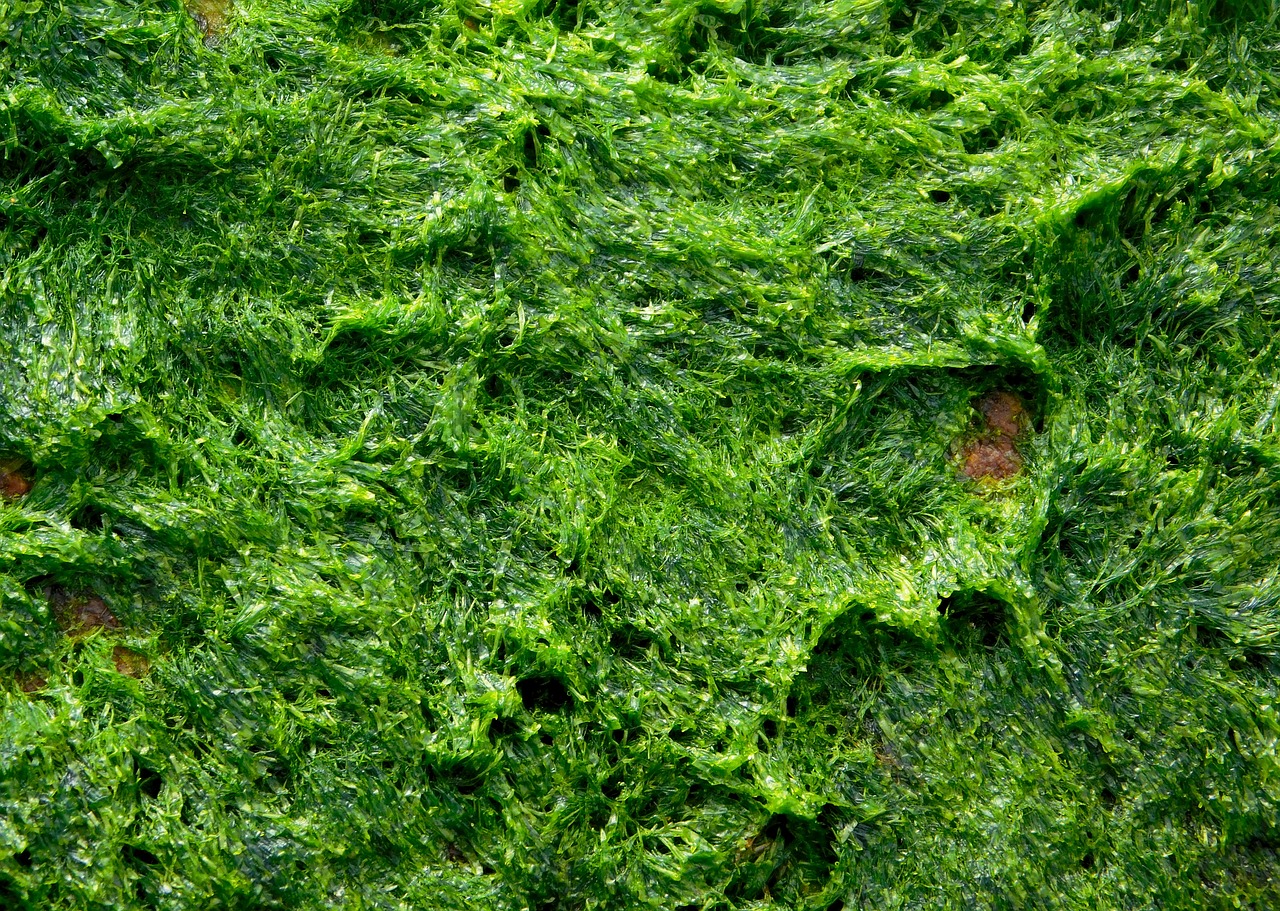 green algae