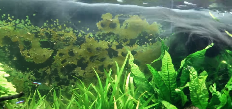 algae in fish tank