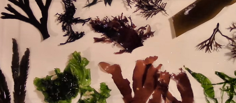 edible seaweed