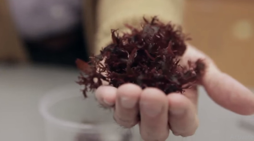 dulse seaweed