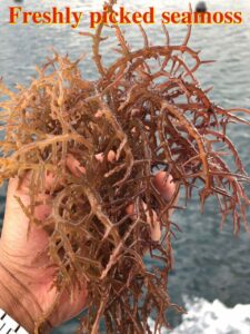 freshly-picked-sea-moss