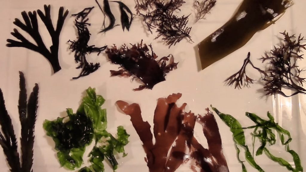 types of algae seaweed