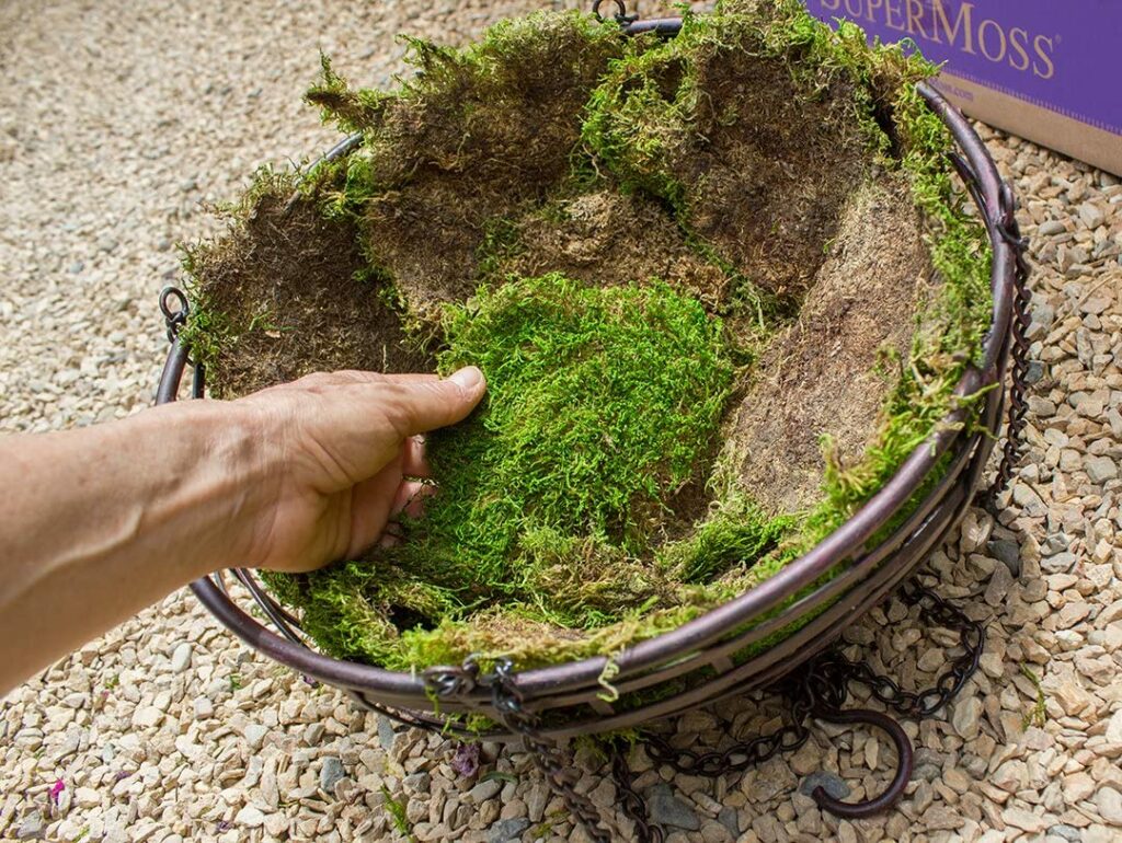 irish-moss-planting – Eat Algae