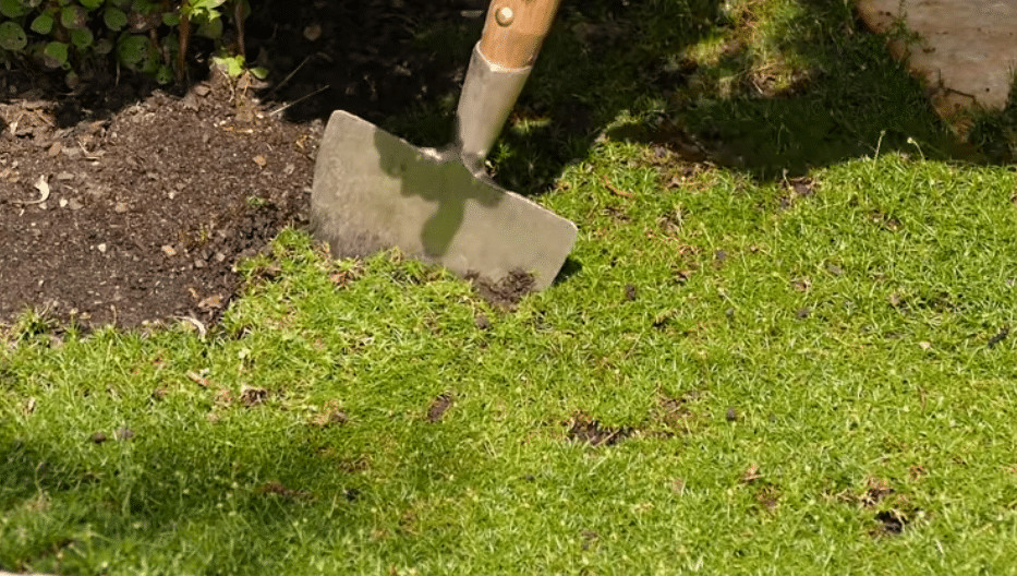 planting irish moss