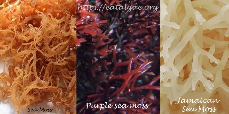 types-of-sea-moss