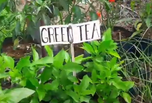 energy-green-tea